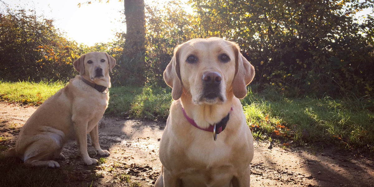 Two yellow labs