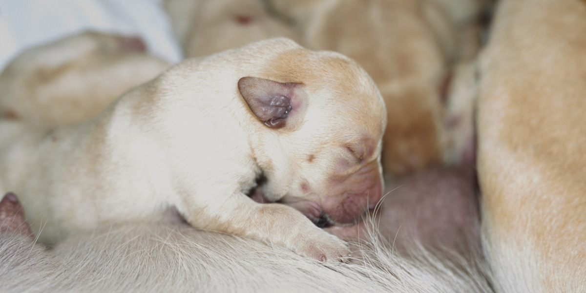 Fotos des J-Wurf - yellwo Labrador Retriever puppy 2 days old