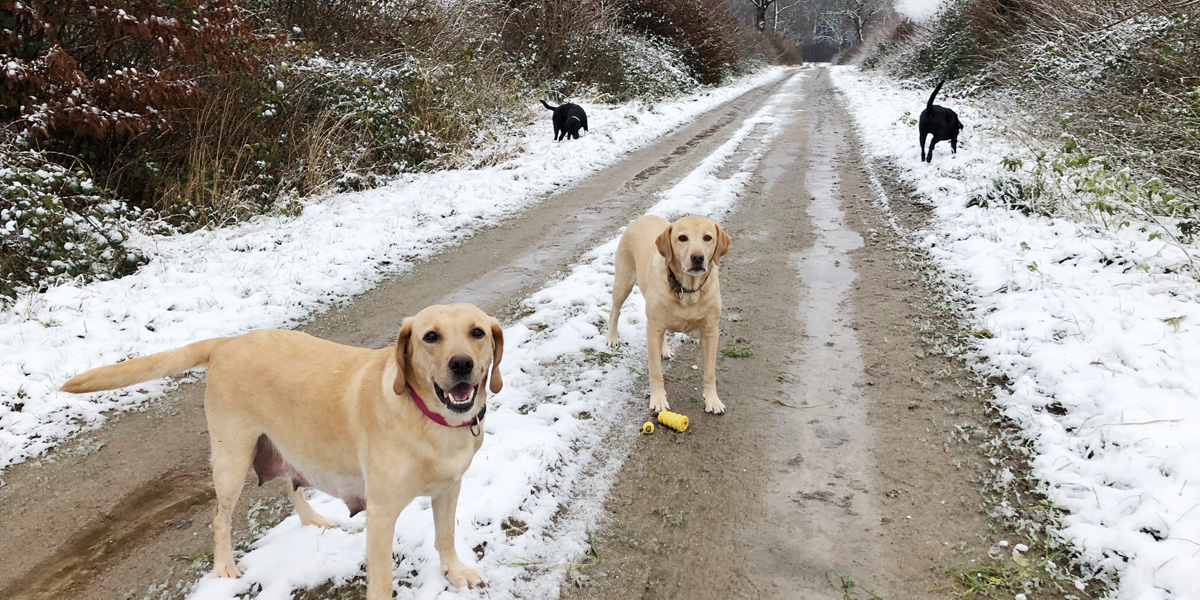 Ida will Ausgang - a group of Labrador Retriever in the snow