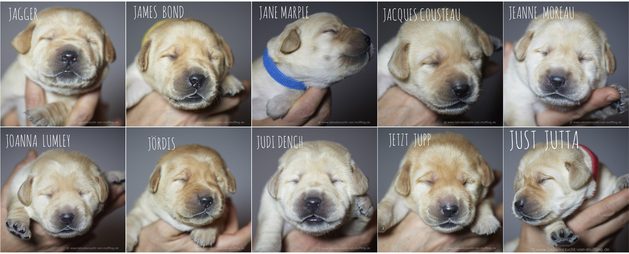 Neue Einzelportraits - yellow Labrador puppies 10 days old