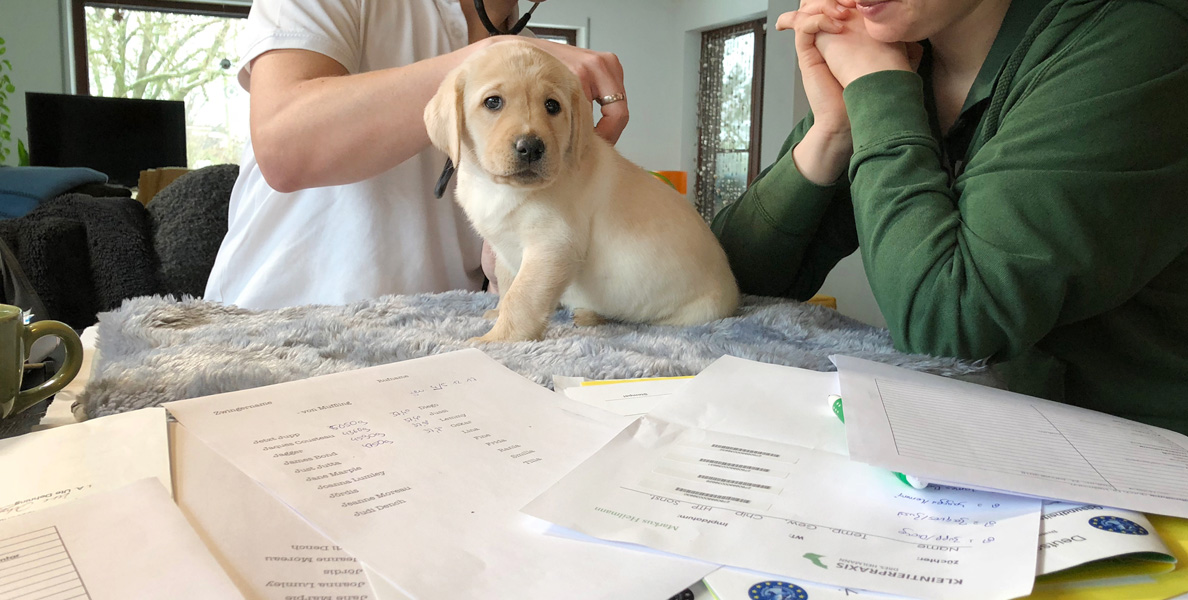Gesundheits-Check - yellow lab puppy getting checked by the vet
