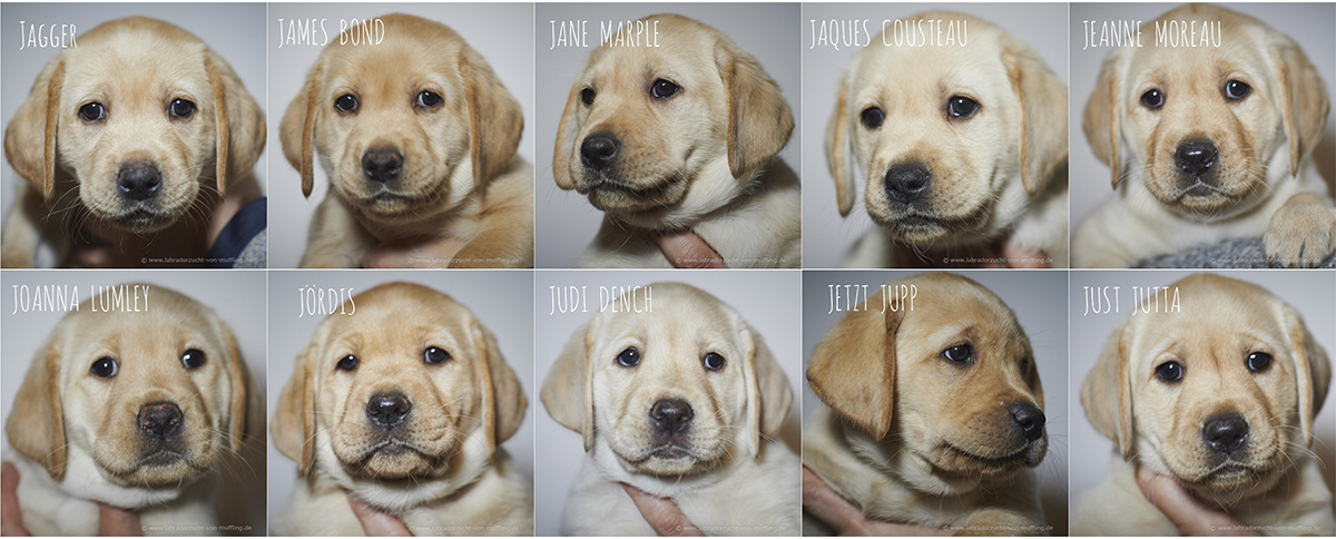 Die neuen Einzelportraits aus Woche sieben - portraits of yellow lab puppies seven weeks old