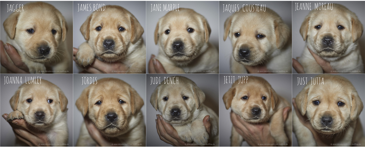 Die süßen Schnuten - Einzelportraits 4. Woche - yellow Labrador puppies 4 weeks old