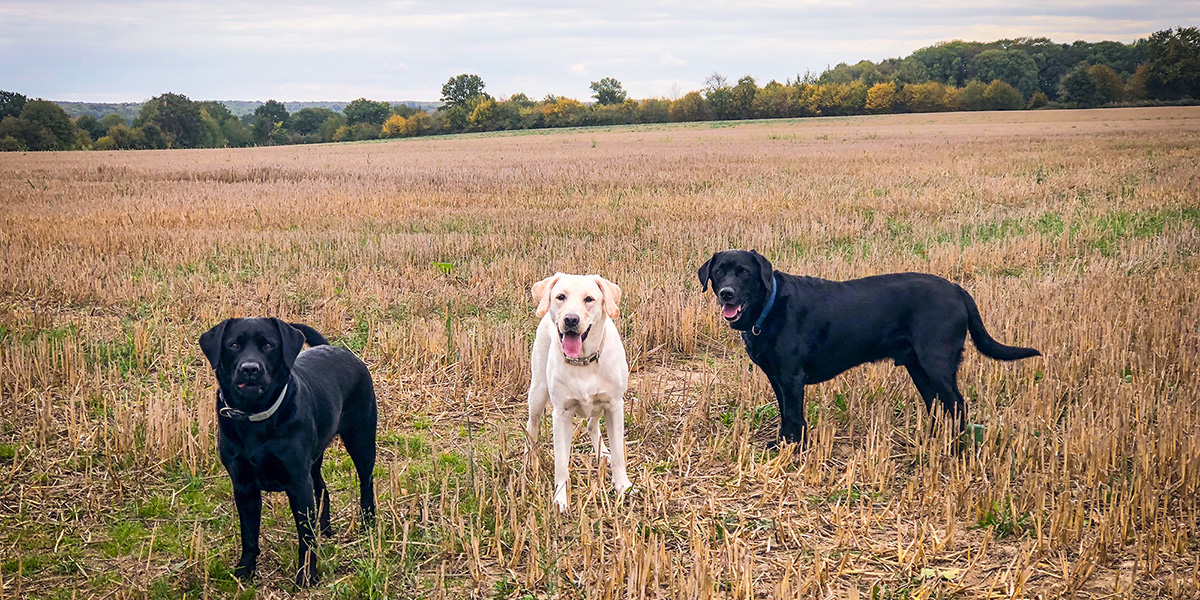 Two black labs and a yellow lab on field in autumn 2018
